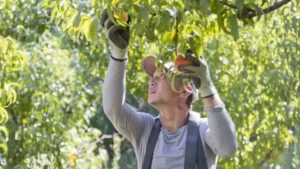 General Orchard Worker Job in Auckland