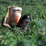 Farm Worker Jobs in Australia