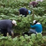 Bradner R Farms Ltd.