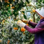 Dubb horticulture ltd
